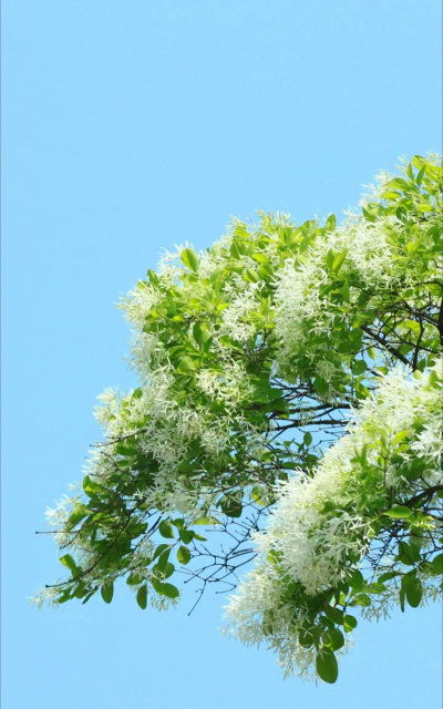 小众送妈妈的花有哪些花