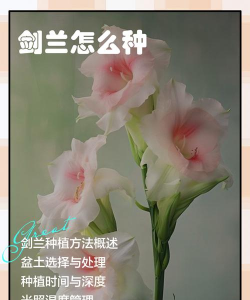 小众送妈妈的花有哪些花