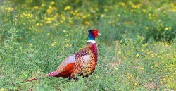 小众送妈妈的花有哪些花