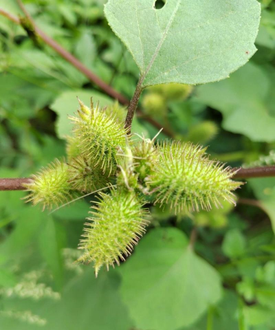 小众送妈妈的花有哪些花