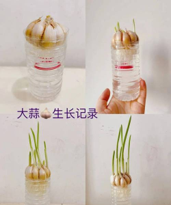 小众送妈妈的花有哪些花