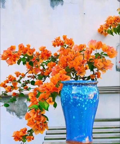 小众送妈妈的花有哪些花