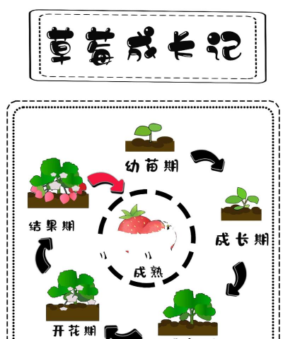 小众送妈妈的花有哪些花