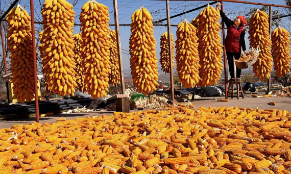 小众送妈妈的花有哪些花