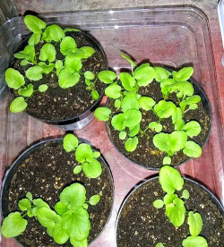 小众送妈妈的花有哪些花