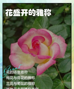 小众送妈妈的花有哪些花