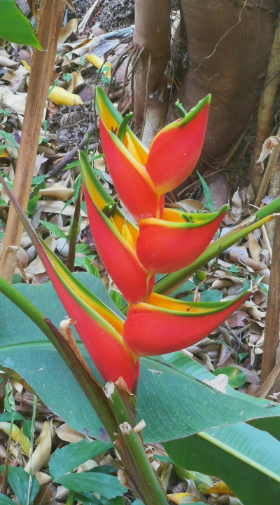 小众送妈妈的花有哪些花