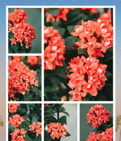 小众送妈妈的花有哪些花