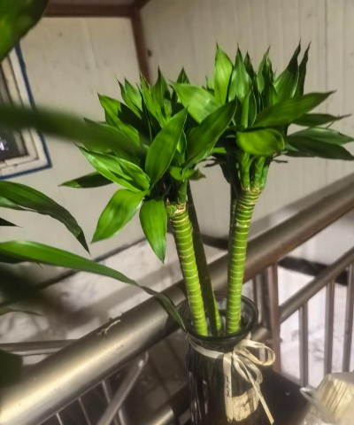 小众送妈妈的花有哪些花