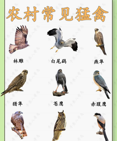 大型禽类有哪些