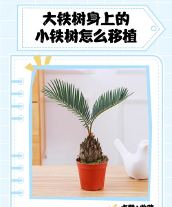 铁树旁小铁树怎样移植