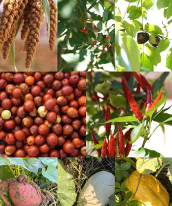 十月收获什么庄稼