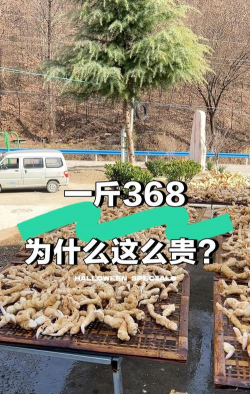 黄精亩产多少斤鲜货