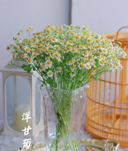 小众送妈妈的花有哪些花