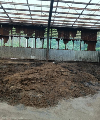 小众送妈妈的花有哪些花