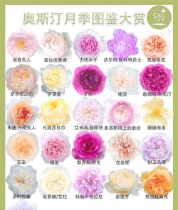 小众送妈妈的花有哪些花