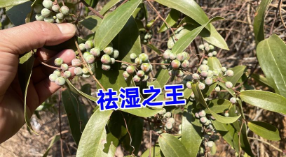 小众送妈妈的花有哪些花