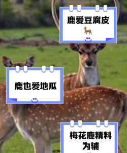 梅花鹿吃什么食物