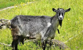 小众送妈妈的花有哪些花