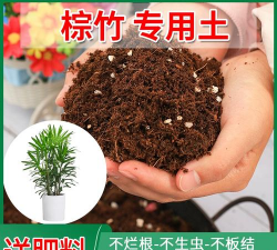 棕竹用什么土 棕竹用什么土