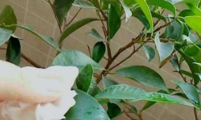 小众送妈妈的花有哪些花