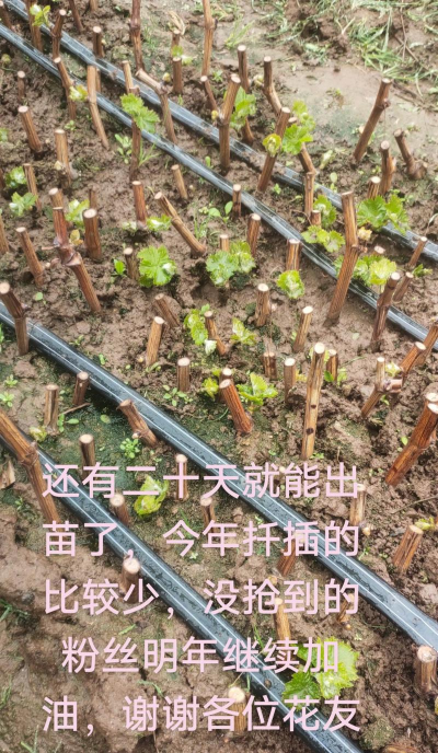 小众送妈妈的花有哪些花