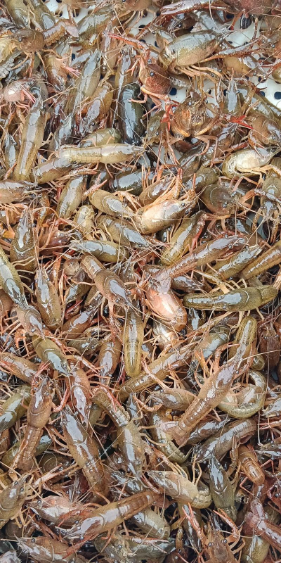 小龙虾养殖方法和环境 小龙虾养殖方法和环境