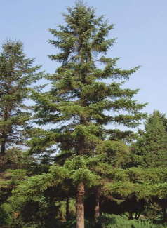 西伯利亚冷杉主要产地