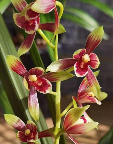 小众送妈妈的花有哪些花