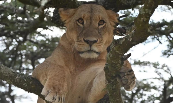 小众送妈妈的花有哪些花