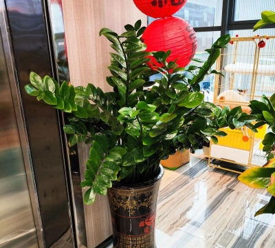 小众送妈妈的花有哪些花