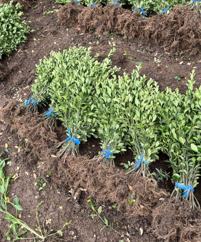 小众送妈妈的花有哪些花