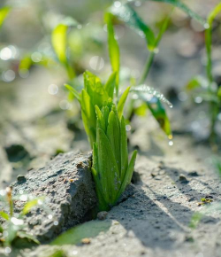 秋天发芽的植物