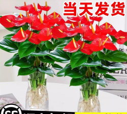 小众送妈妈的花有哪些花