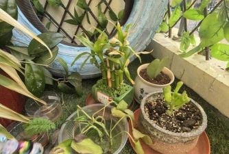 小众送妈妈的花有哪些花