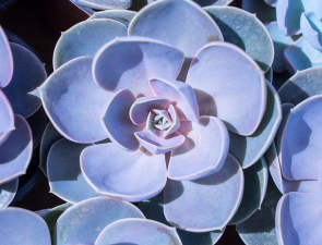 小众送妈妈的花有哪些花