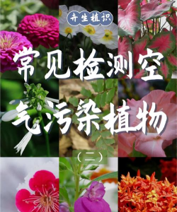小众送妈妈的花有哪些花
