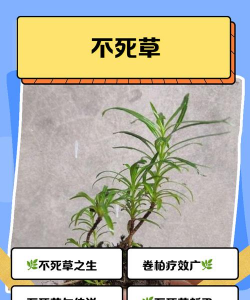 无根草怎么除掉