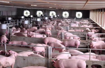 小众送妈妈的花有哪些花