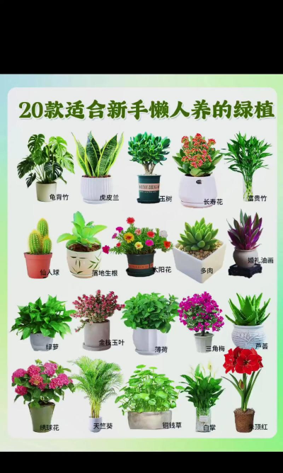 小众送妈妈的花有哪些花