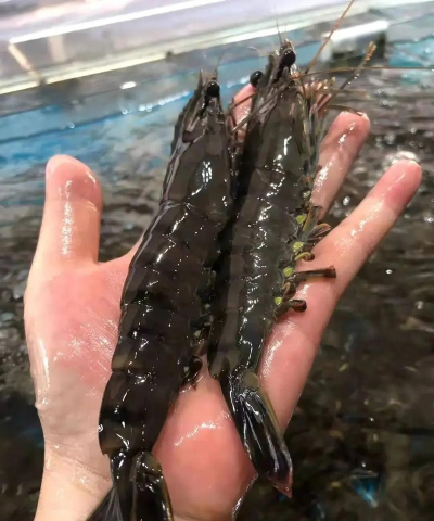 九节虾养殖基地在哪里