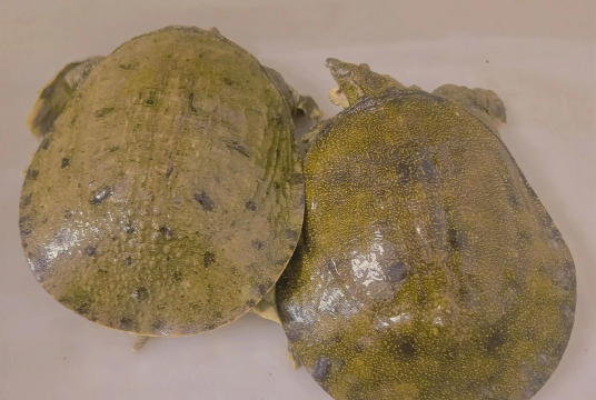 小众送妈妈的花有哪些花