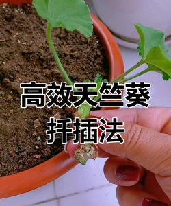 小众送妈妈的花有哪些花