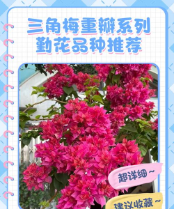 小众送妈妈的花有哪些花
