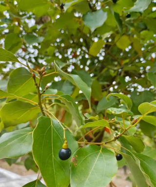 小众送妈妈的花有哪些花