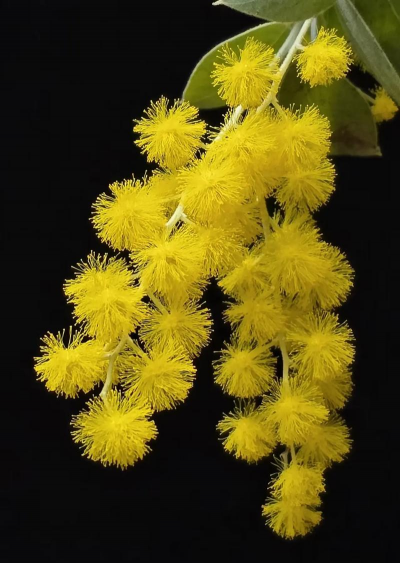 小众送妈妈的花有哪些花