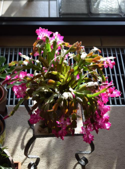 小众送妈妈的花有哪些花