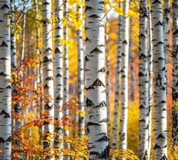 小众送妈妈的花有哪些花