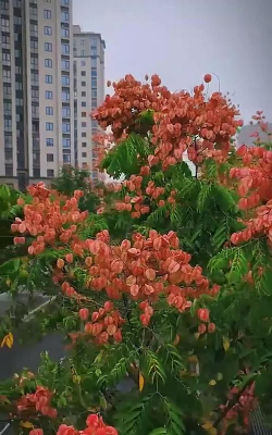 小众送妈妈的花有哪些花