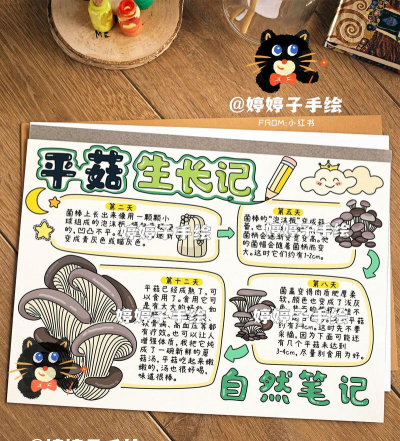 平菇的生长过程